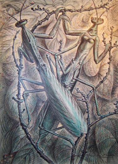 Mantis amorosa