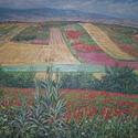 Campos en primavera